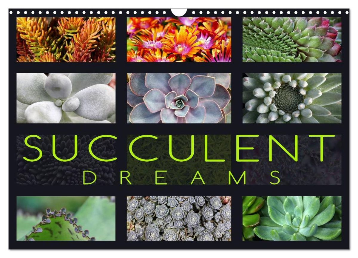 'Succulent Dreams (Wall Calendar 2024 DIN A3 landscape), CALVENDO 12