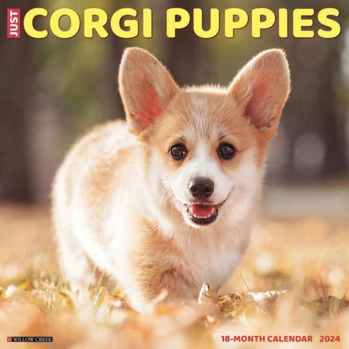 Just Corgi Puppies 2024 12 X 12 Wall Calendar Tierkalender   Just Corgi Puppies 2024 12 X 12 Wall Calendar 