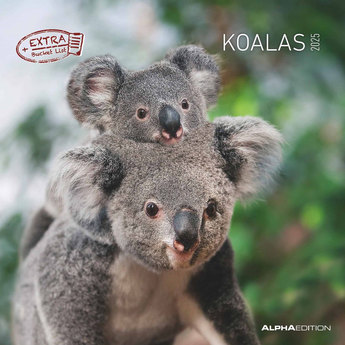 Koalas 2025 Broschürenkalender 30x30 cm (30x60 Kalender