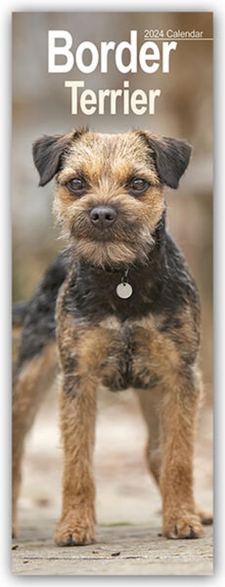 Border Terrier 2024 Hunde   Border Terrier 2024 