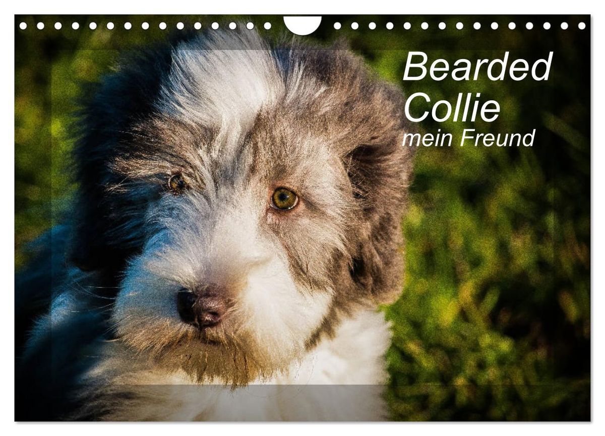 'Bearded Collie, mein Freund (Wandkalender 2024 DIN A4 quer), CALVENDO