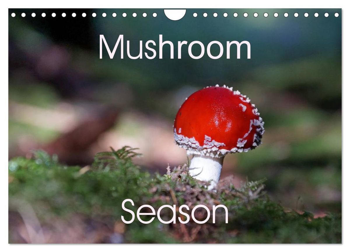 'Mushroom Season (Wall Calendar 2025 DIN A4 landscape), CALVENDO 12