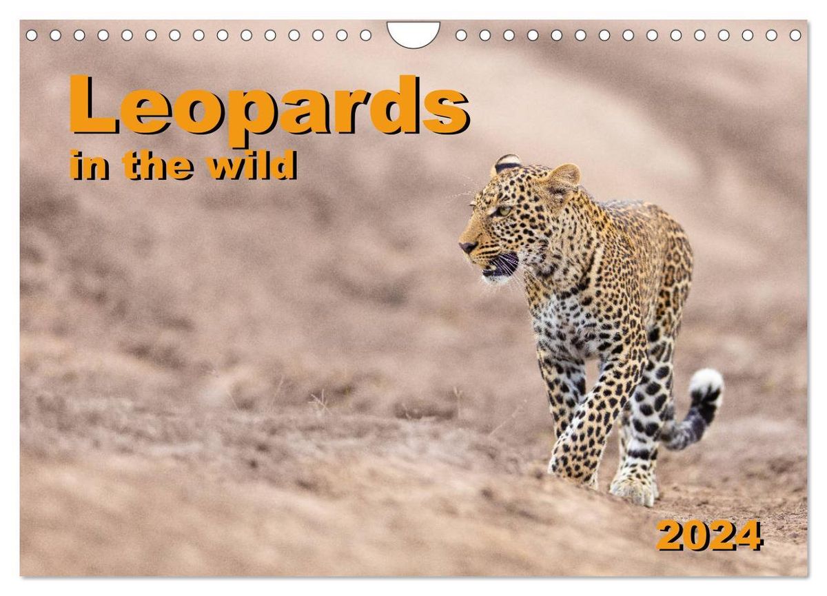 'Leopards in the wild (Wall Calendar 2024 DIN A4 landscape), CALVENDO