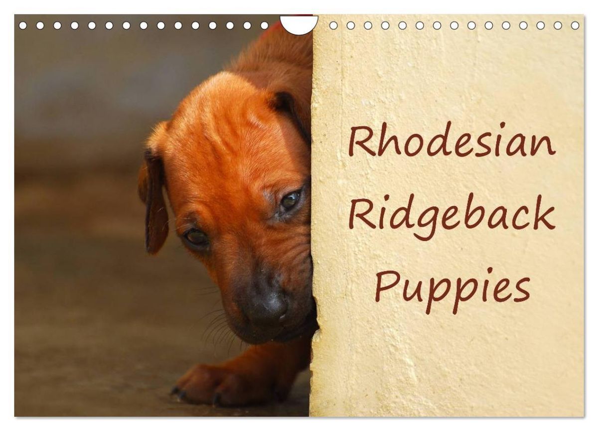 'Rhodesian Ridgeback Puppies (Wall Calendar 2025 DIN A4 landscape