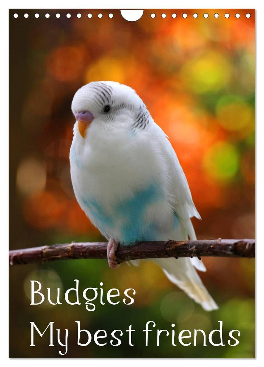 'Budgies my best friends (Wall Calendar 2025 DIN A4 portrait