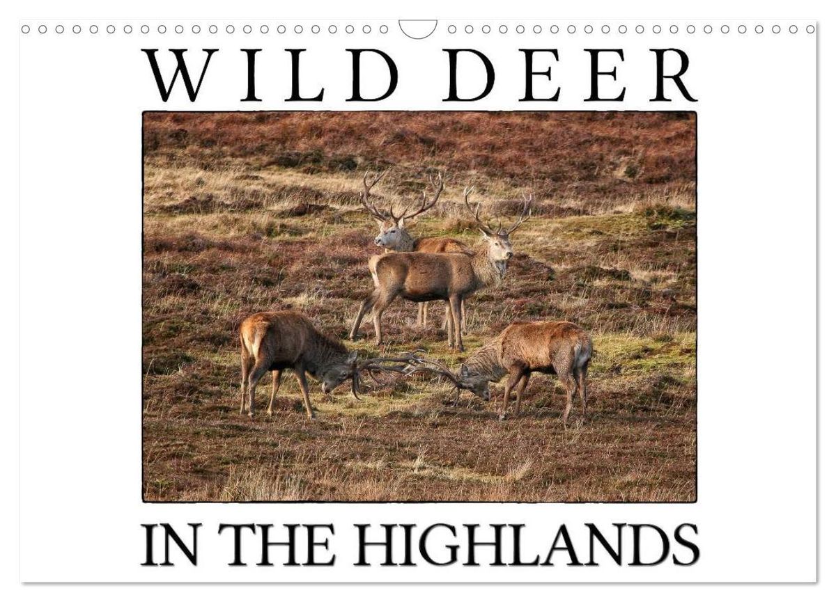 'Wild Deer In The Highlands (Wall Calendar 2025 DIN A3 landscape