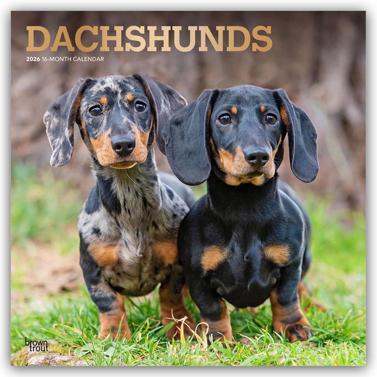 AVONSIDE PUBLISHING LTD | Wirehaired Dachshund - Rauhhaardackel 2025 -... EUR 20,95 - DE