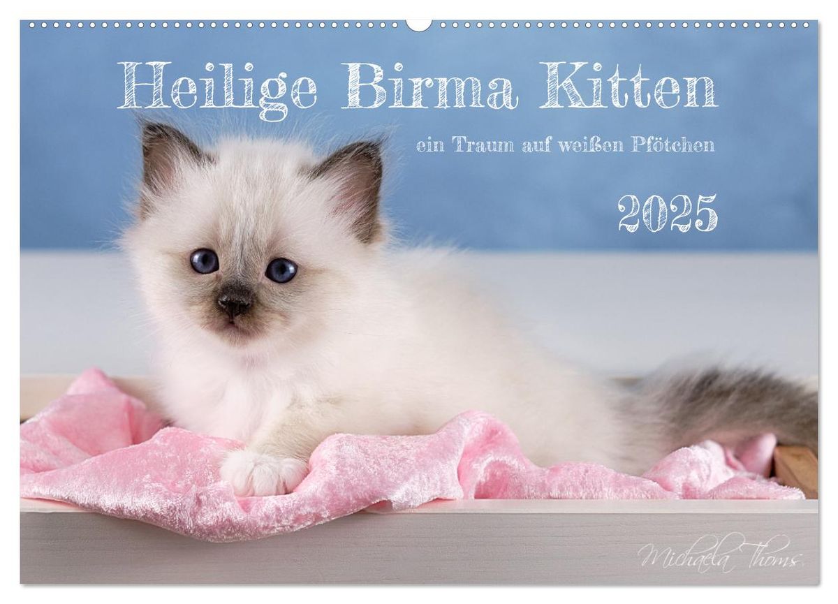 Heilige Birma Kitten suchen eine liebevolle hotsell Familie