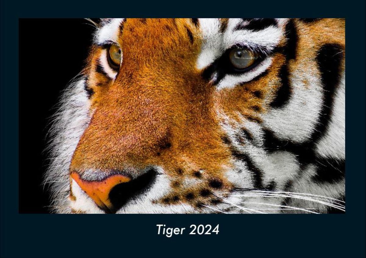 'Tiger 2024 Fotokalender DIN A4' 'Tierkalender'