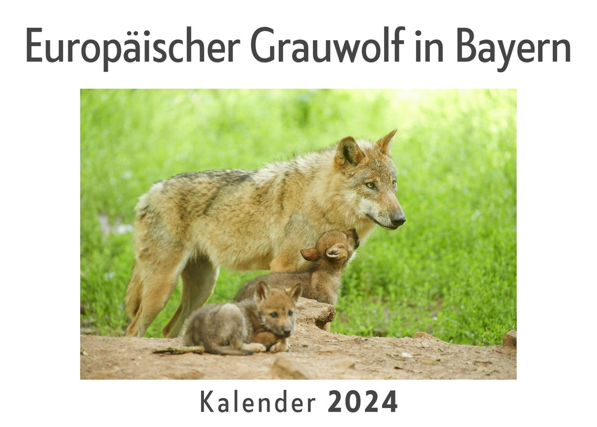 Europäischer Grauwolf in Bayern (Wandkalender 2024, Kalender DIN A4 