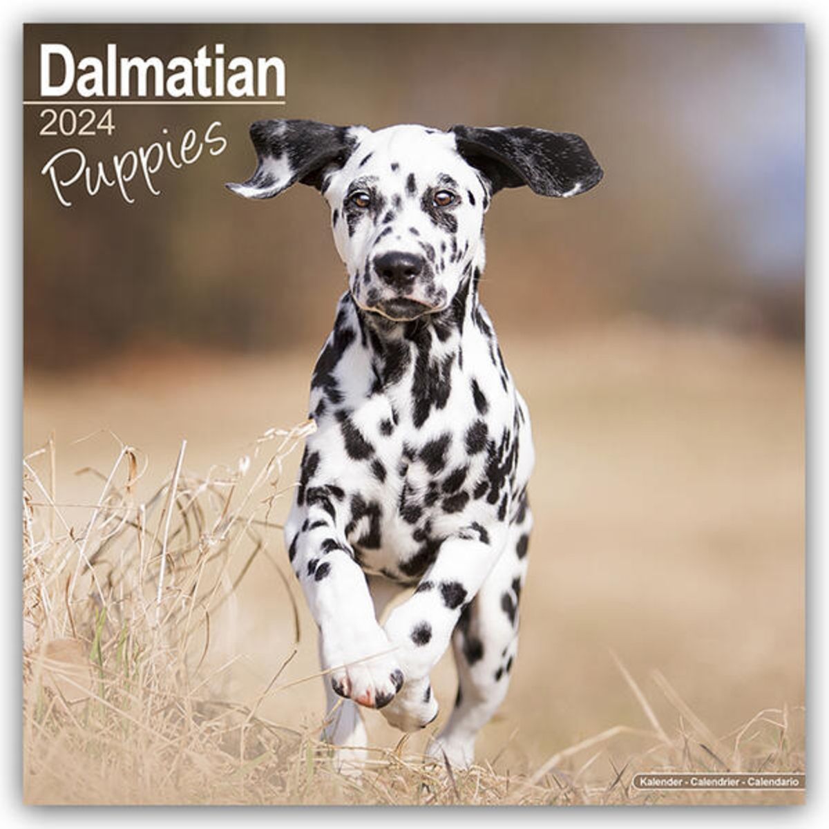 Dalmatian Puppies – Dalmatiner Welpen 2024 \'Hunde\' - 16-Monatskalender\' –