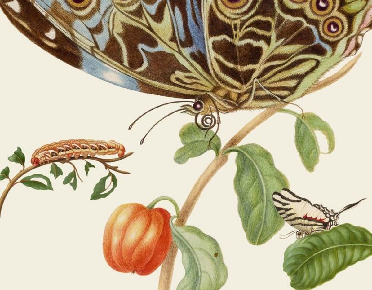 Cover: Maria Sibylla Merians Schmetterlinge: Gästebuch