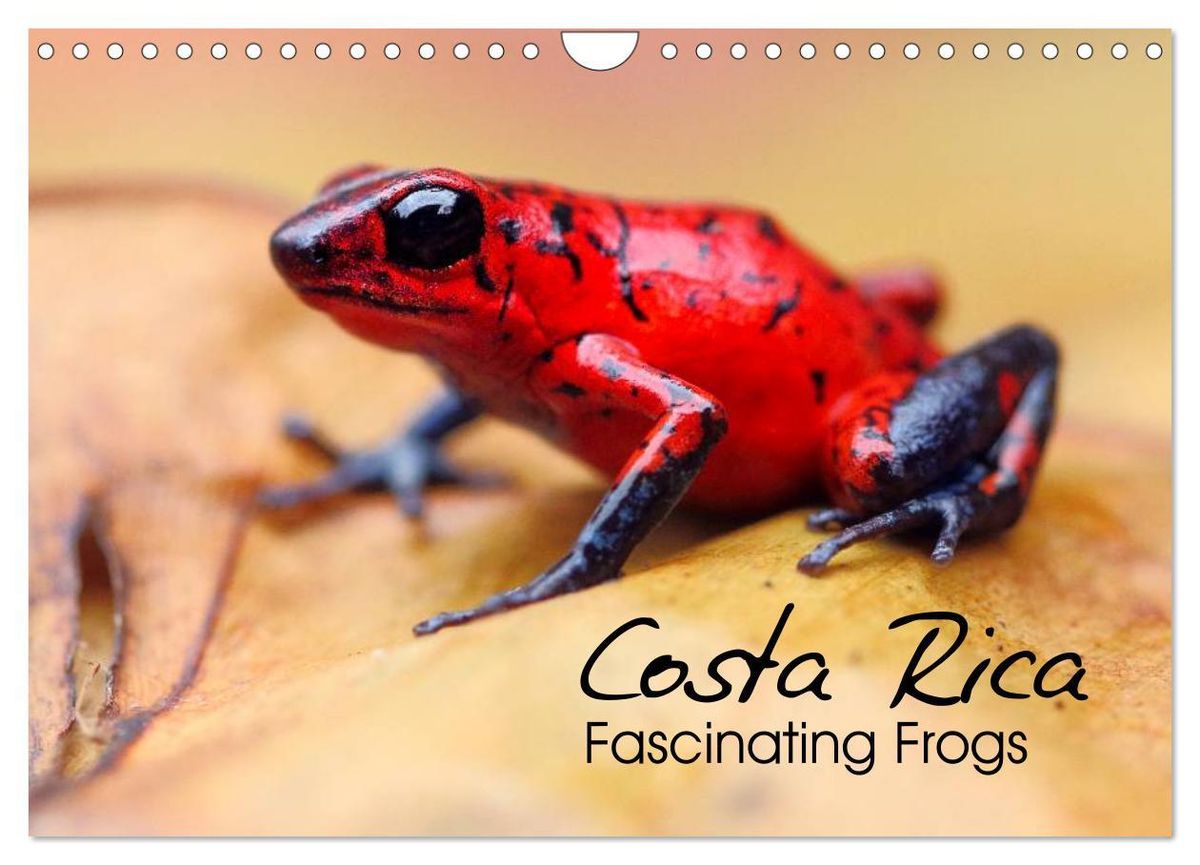 'Costa Rica - Fascinating Frogs (Wall Calendar 2024 DIN A4 landscape