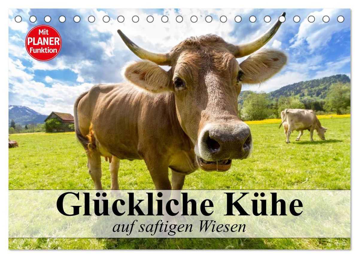 Glückliche Kühe auf saftigen Wiesen (Tischkalender 2025 DIN A5 quer