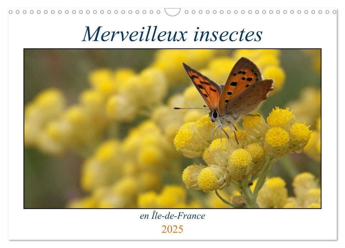 Merveilleux insectes en Île-de-France (Calendrier mural 2025 DIN A3 ...