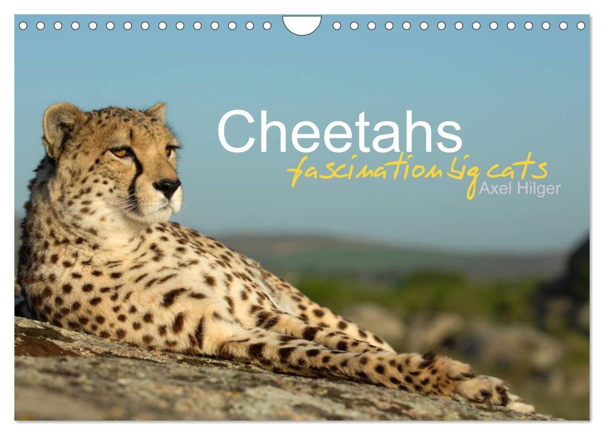 'Cheetahs fascinating big cats (Wall Calendar 2025 DIN A4 landscape