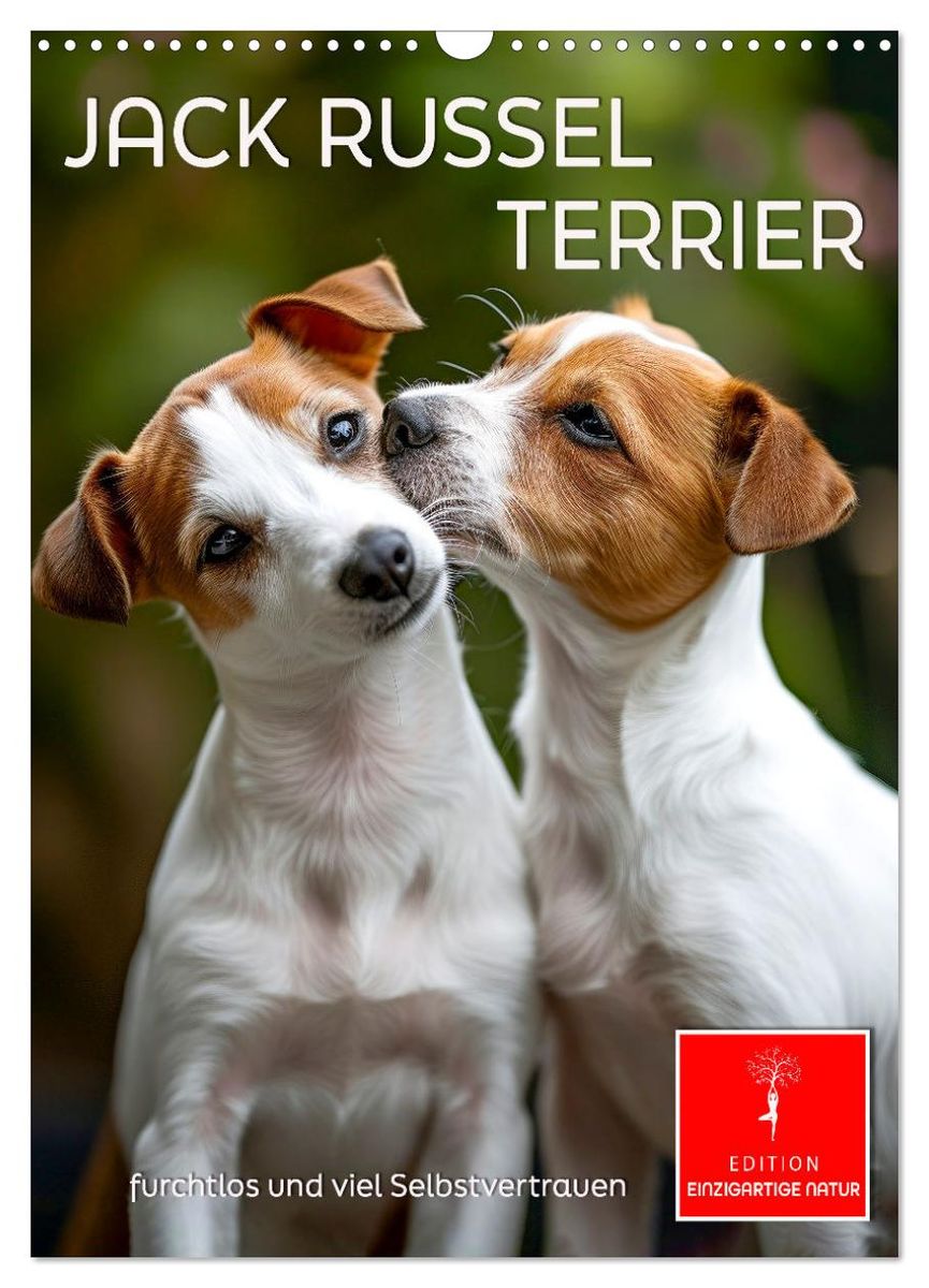 'Jack Russel Terrier furchtlos und viel Selbstvertrauen (Wandkalender