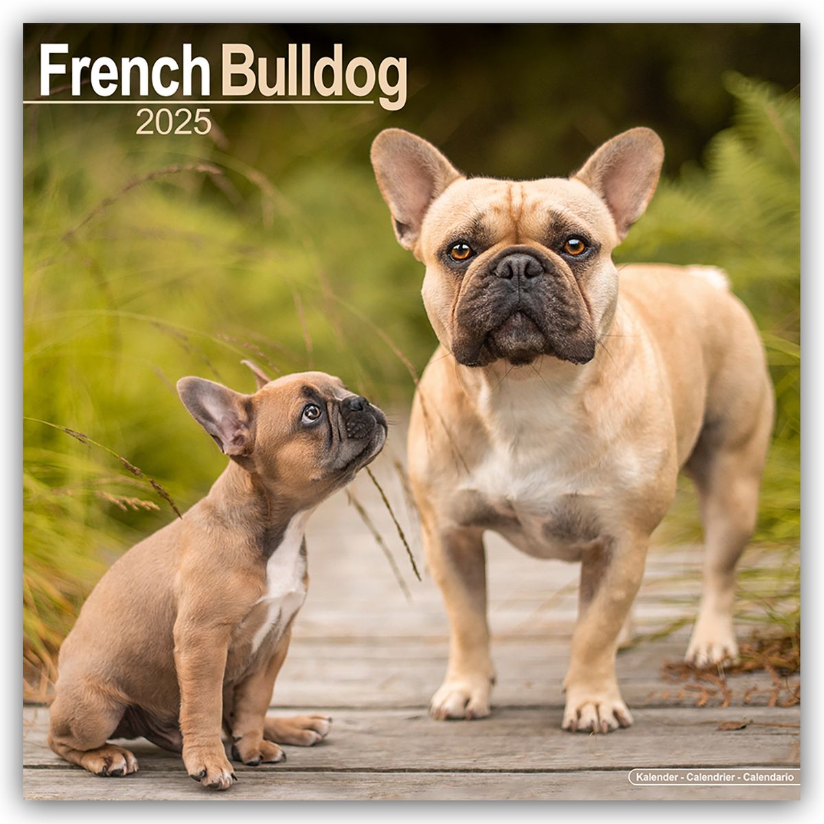 French Bulldog Französische Bulldoggen 2025 16Monatskalender