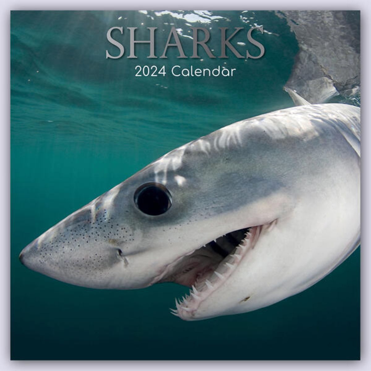 'Sharks Haie 2024 16Monatskalender' 'Wandkalender'